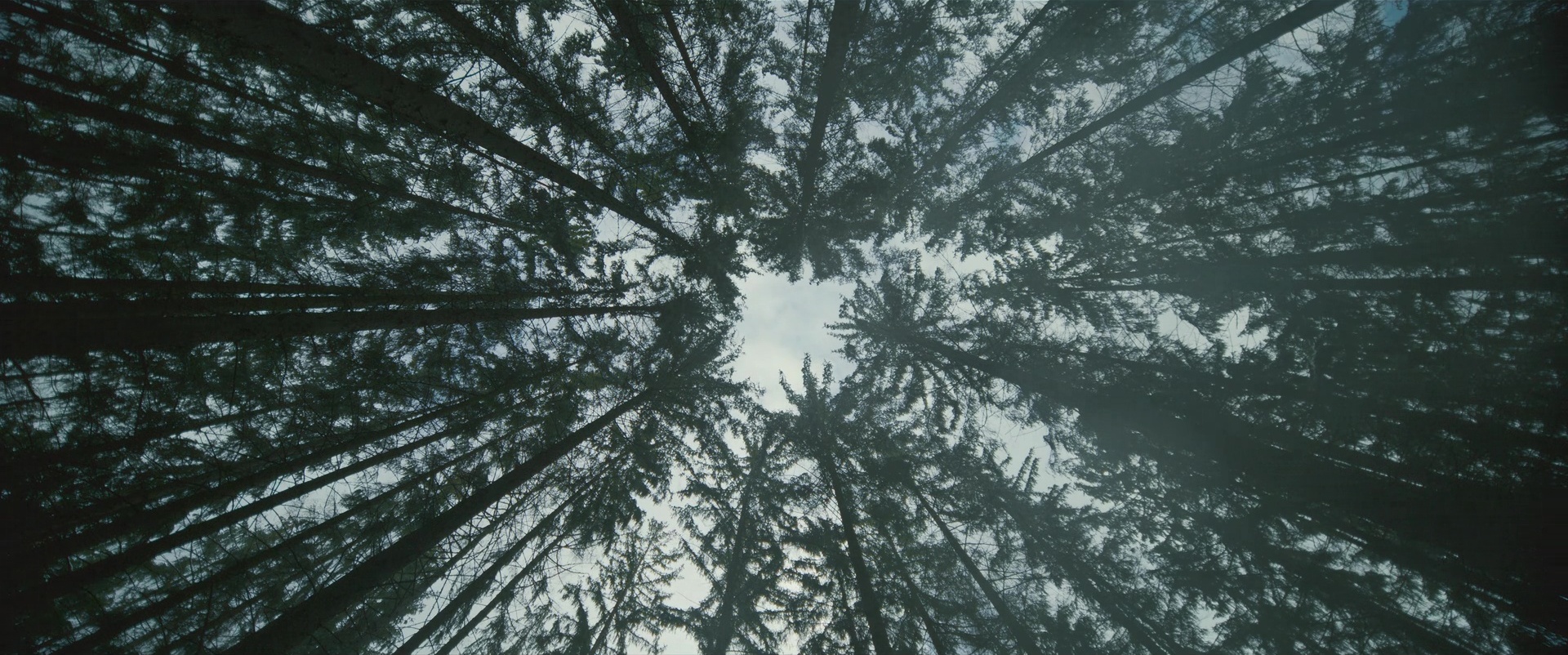 Looking straight up through a circle of sky framed by tall, dark pine trees
